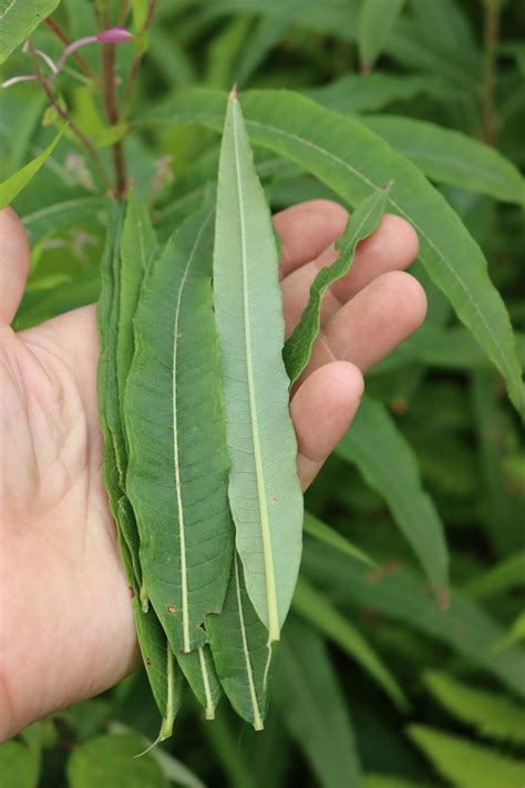 Foraging Fireweed (Rosebay Willowherb) — Practical Self Reliance