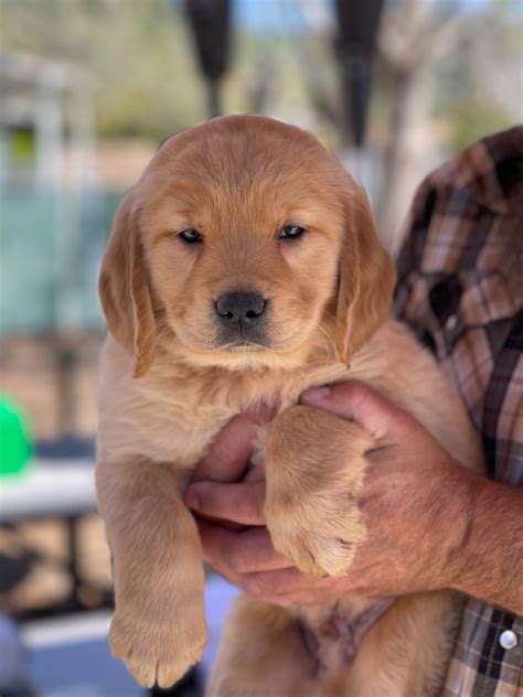 craigslist san diego puppies 6