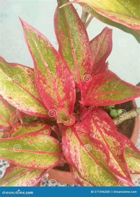 Beautiful Aglonema Lipstick Plants after Rain Stock Photo - Image of