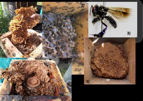 extraction  meliponiculture case study   management
