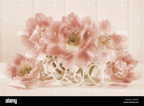 Tulip Peach Blossom Stock Photo - Alamy