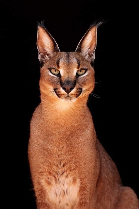 13 Facts about The Cutest Species ” Caracal Cat Breed” - Cats In Care