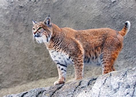 Lynx Full Body at Herman Genovese blog