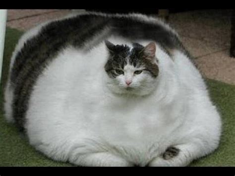 Fat Cat Facts - Neat-Pets ( Dogs & Cats )