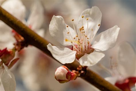 Cherries, In Season – Amazing Wholeness LLC