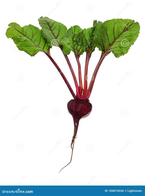 Beetroot stock photo. Image of life, isolated, slice - 104074336