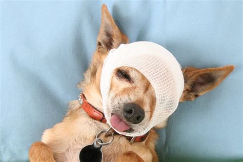 Can Dogs Get Concussions? | Veterinary Neurology in Long Island