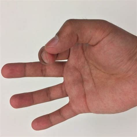 skeletal structure   human  hand   fingers