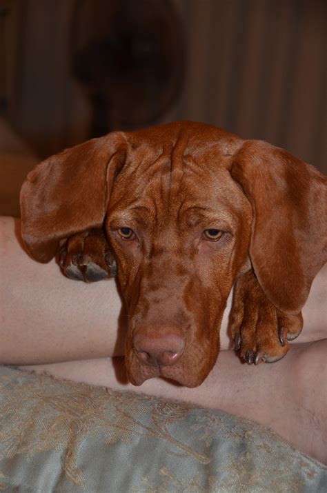 Natasha Rose Can D'Ijuma: Vizsla the velcro dog