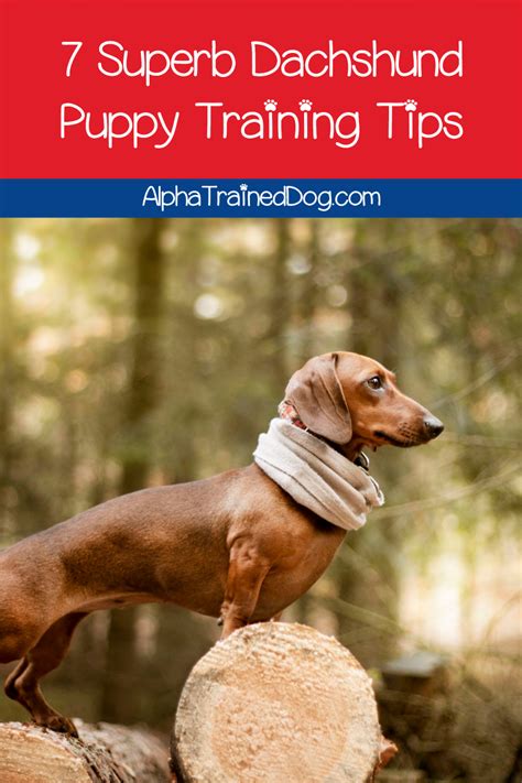 7 Superb Dachshund Puppy Training Tips - Alpha Trained Dog