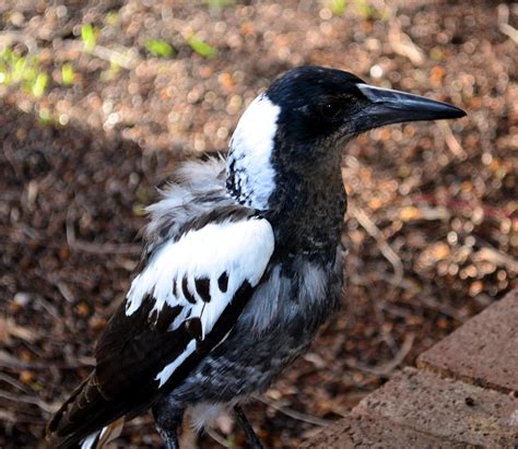 What Happened To Magpies? The Leaked Report You Won't Believe
