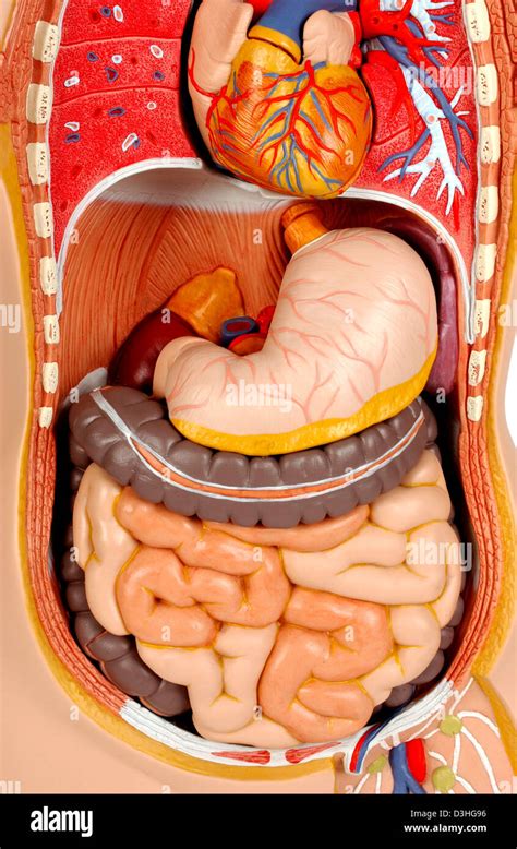 Pyloric Sphincter Stock Photos & Pyloric Sphincter Stock Images - Alamy