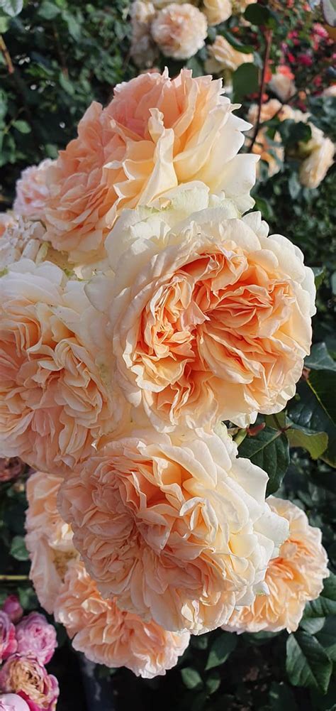 APRICOT SKY – VARDOMANIA