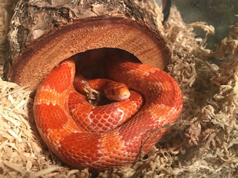 Corn Snake Care Sheet - Reptiles Magazine
