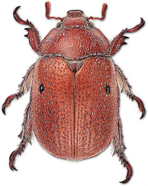 You might be surprised by the original condole meaning in Latin 4