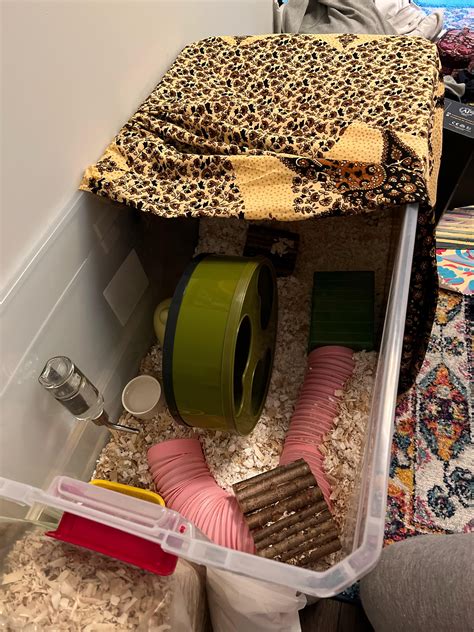 can hamster limping indoors 3
