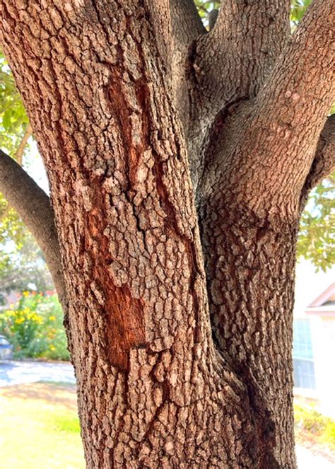 san antonios extreme cold  heat oak trees  struggling