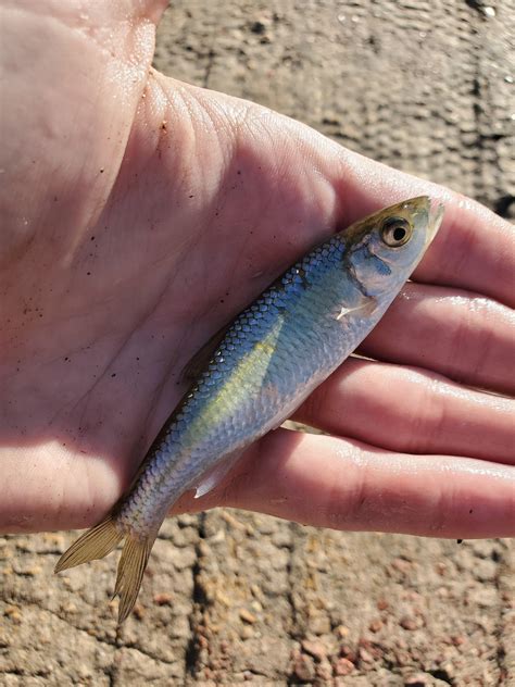 ID? STL, Missouri : r/Fish