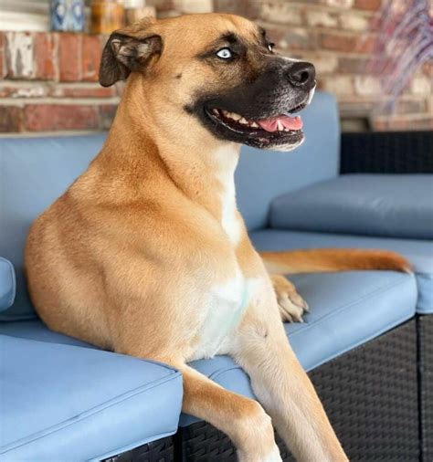 Boxer Husky Mix (Boxsky): Owner's Guide