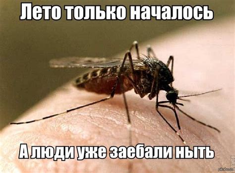 Мысли комаров | Пикабу