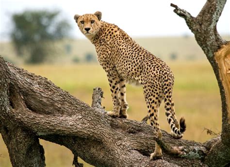 kruger dust absolut safaris