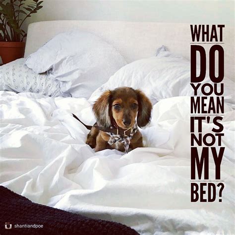 Daily cute pictures... - My Dachshund Family