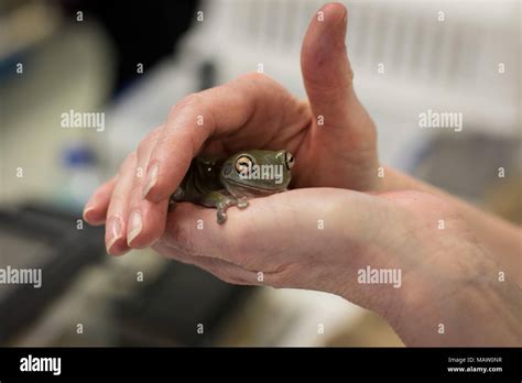 White's tree frog kept as a pet Stock Photo - Alamy