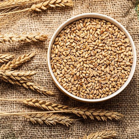 organic wheat grains  sterilization
