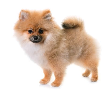 Pomeranian | Dog Breed Info and Advice | zooplus Magazine