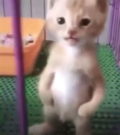 michael  cat youtube