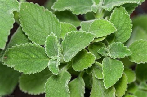 Para Que Serve O Chá Da Malva Do Reino - Chá de Malva do Reino serve para quê? Veja benefícios e como fazer | Dr ...