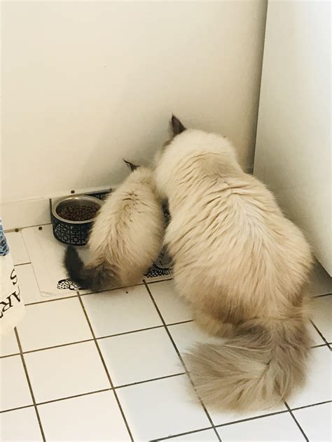 We got the little guy two days ago, this is the closest they’ve been so