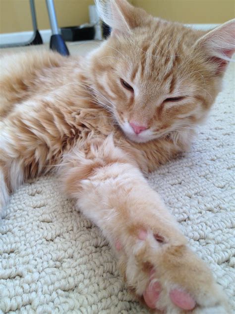 Long Haired Orange Cat Oliver Relaxing