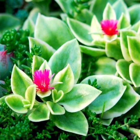 aptenia cordifolia green baby sun rose plant nestreeocom