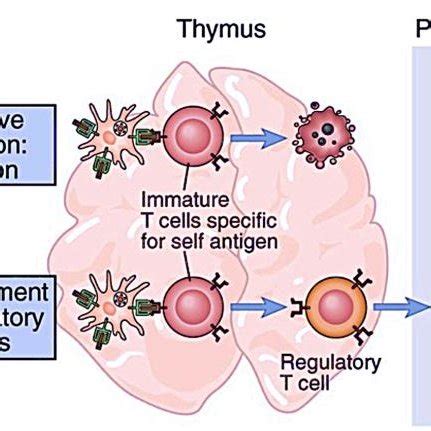 Tregs-Mediated Suppression Abbas & Lichtman: Basic Immunology, 3 rd ...