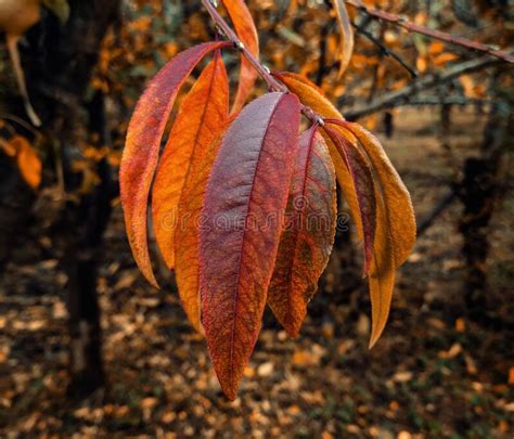 Leaves of a Peach Tree in Autumn. Stock Photo - Image of petal, produce ...