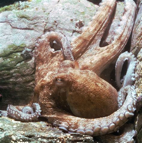 Freshwater Octopus Species