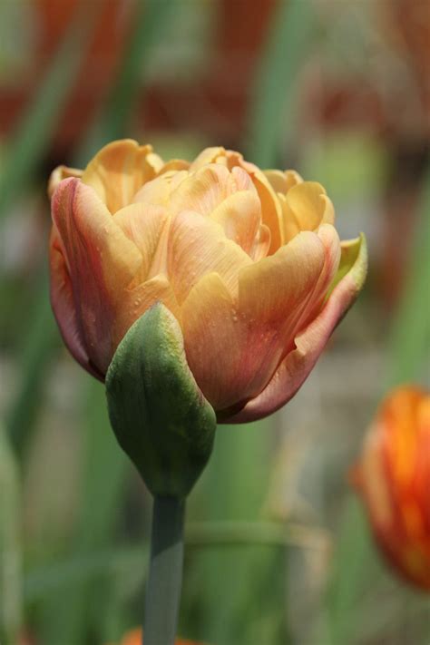 Tulipan 'La Belle Epoque' - Køb tulipanløg online | Blomsterverden.dk