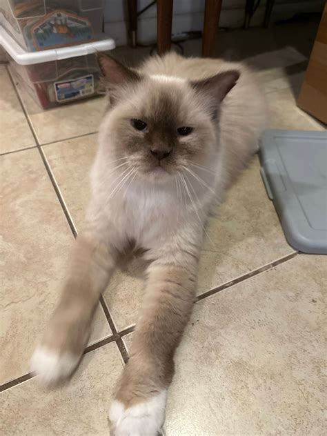 Heart of Texas Ragdolls