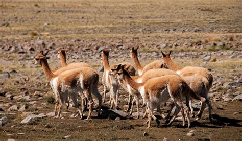 Os animais da América do Sul viagens e experiências