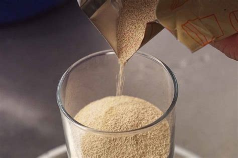 main types  yeasts  brewing