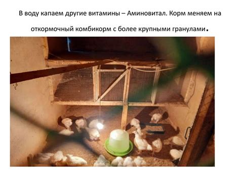 Выведение цыплят в домашних условиях с использованием инкубатора ...