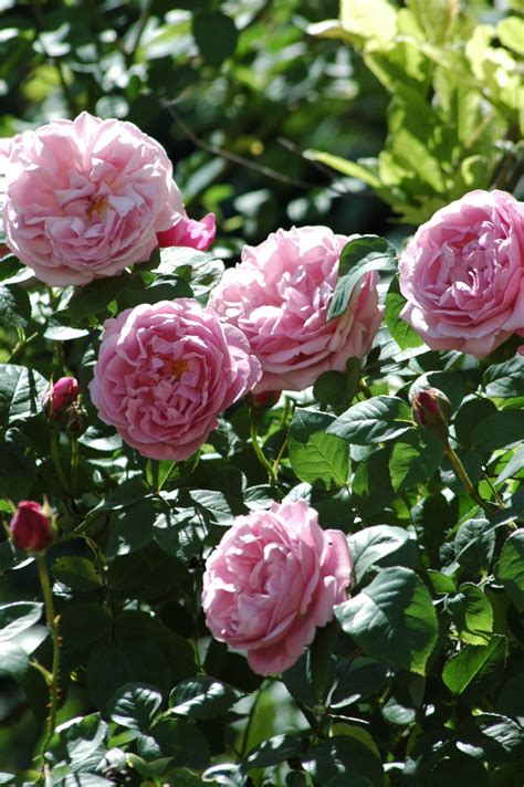 Mary Rose ® | Rose, rosa, 120 x 90 cm (David Austin, 1983) | Rosa 'Mary