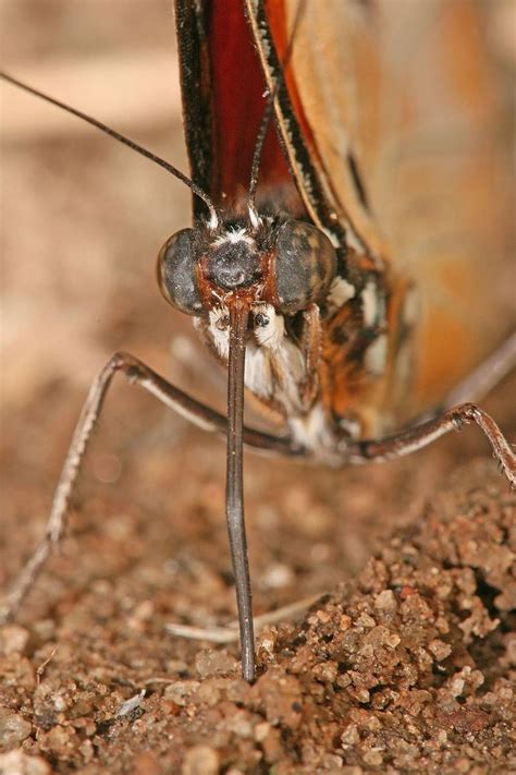 Proboscis - Alchetron, The Free Social Encyclopedia