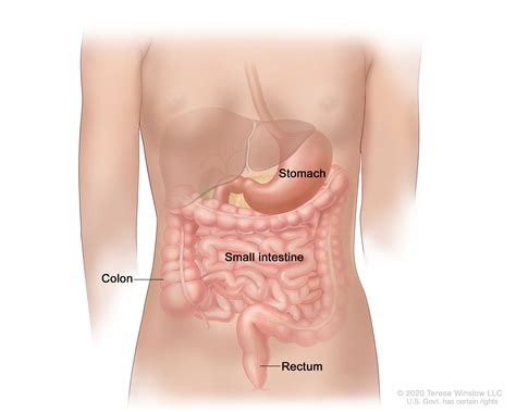 Childhood Gastrointestinal Stromal Tumors - NCI