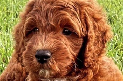 The Red Goldendoodle - Meet The Breed