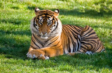 Siberian Tiger Photos, Download The BEST Free Siberian Tiger Stock
