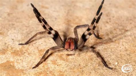 Aranha Ciatox E Venenosa - Como saber se uma aranha é venenosa? - Paiquerê FM News