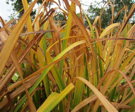 4 Essential Fall Jobs For Your Daylily Plants - ISPUZZLE - Global