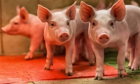 Pigs In The Mud In The Middle Of The Rud